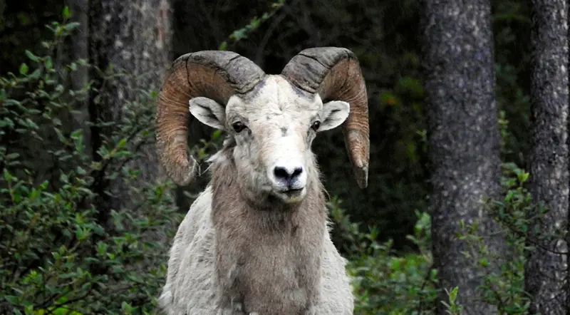 A bighorn sheep with curled horns beside the forest in the Canadian Rockies