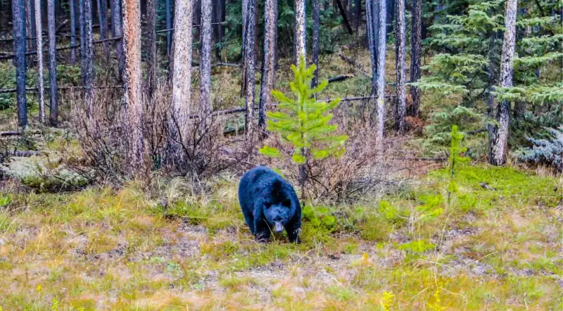 A black bear foraging in a forest clearing beside a Banff National Park road
