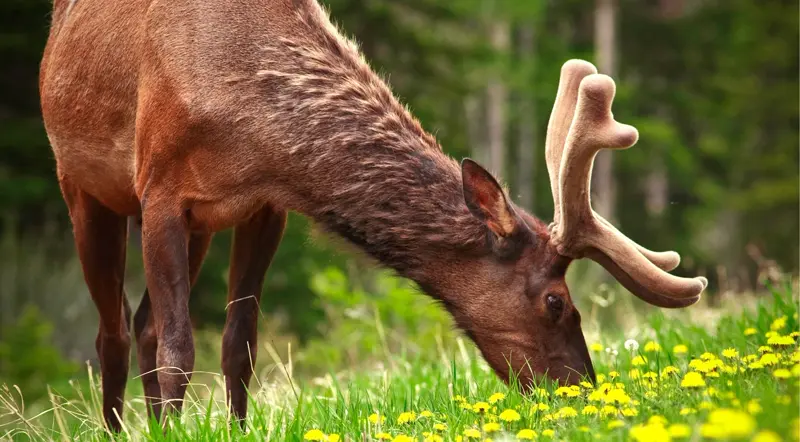 A bull elk with velvet antlers grazing in a dandelion meadow in Banff